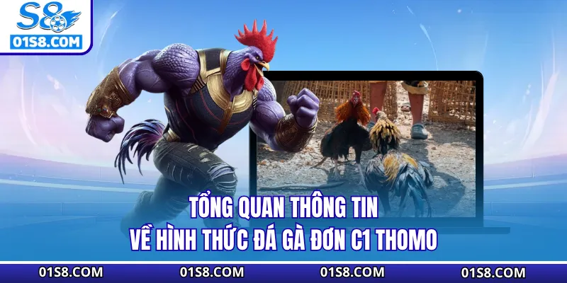 Tổng quan thông tin về hình thức đá gà đơn C1 Thomo